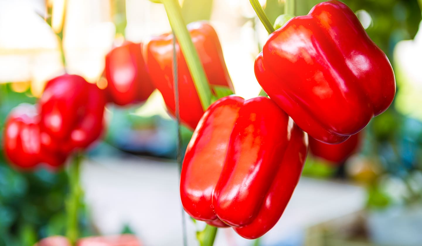 Peppers The Plant Project