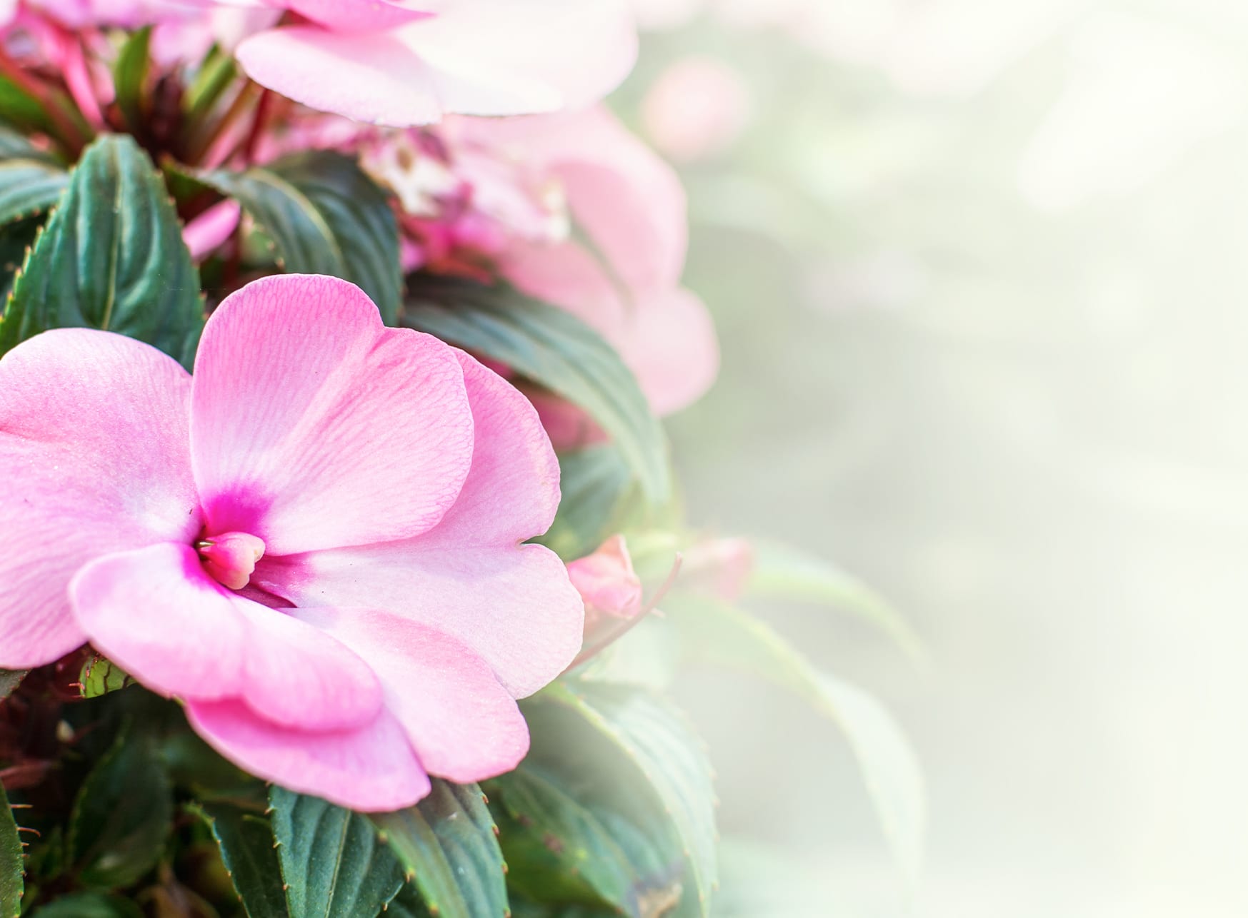 Impatiens - The Plant Project