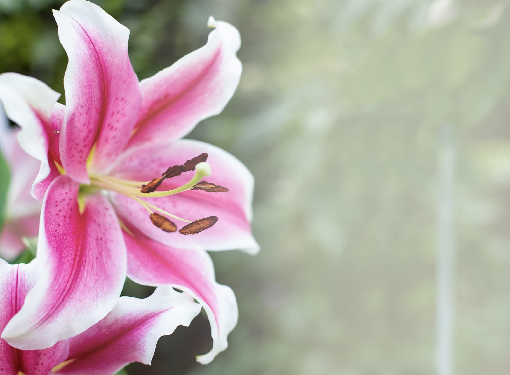 Lily - The Plant Project