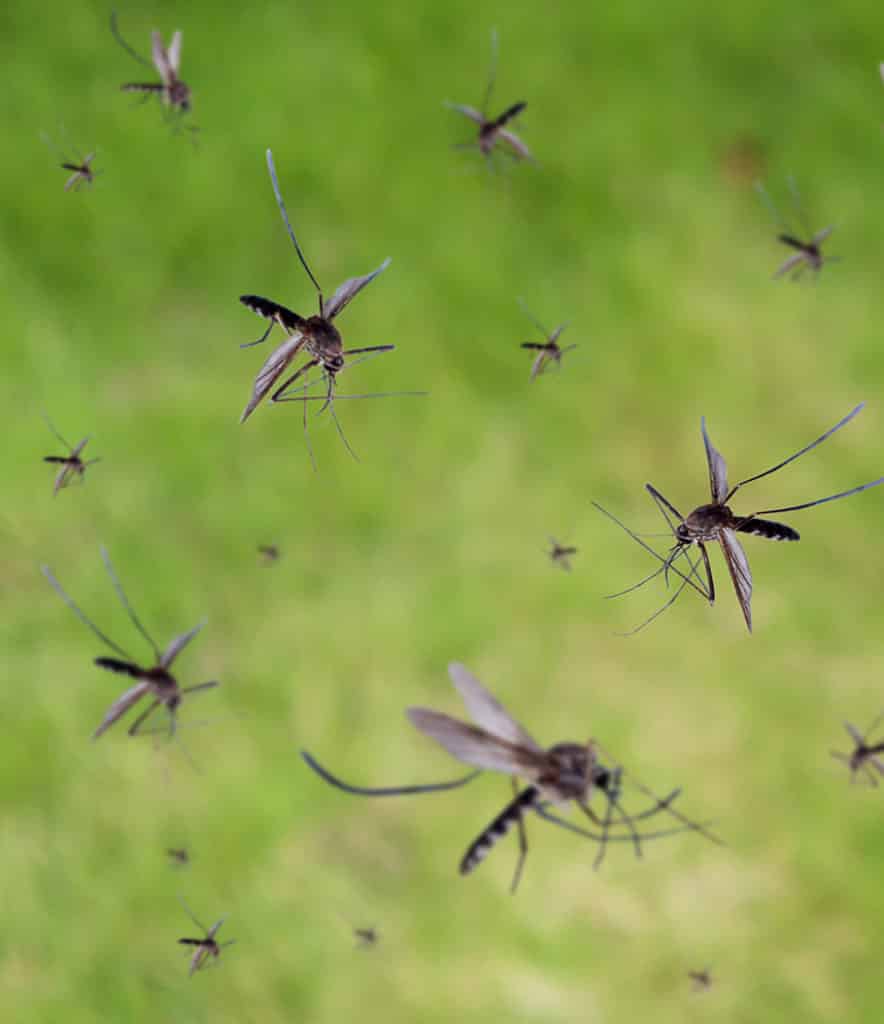 annoying pest control - The Plant Project