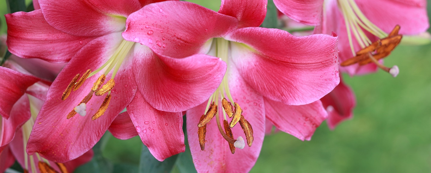 Lily The Plant Project