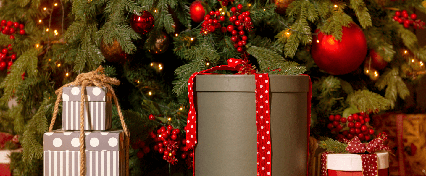 how to care for your christmas tree The Plant Project