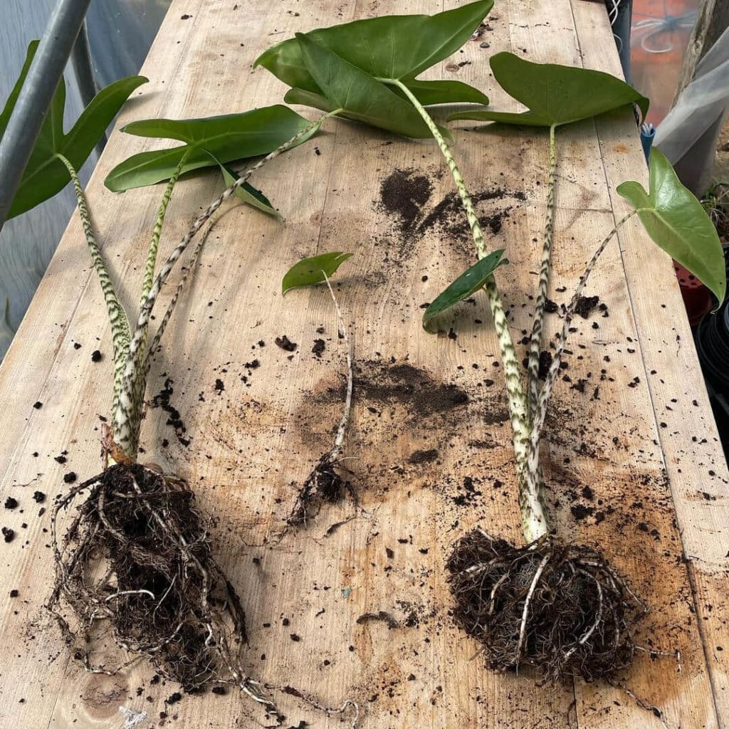 ALOCASIA ZEBRINA root division