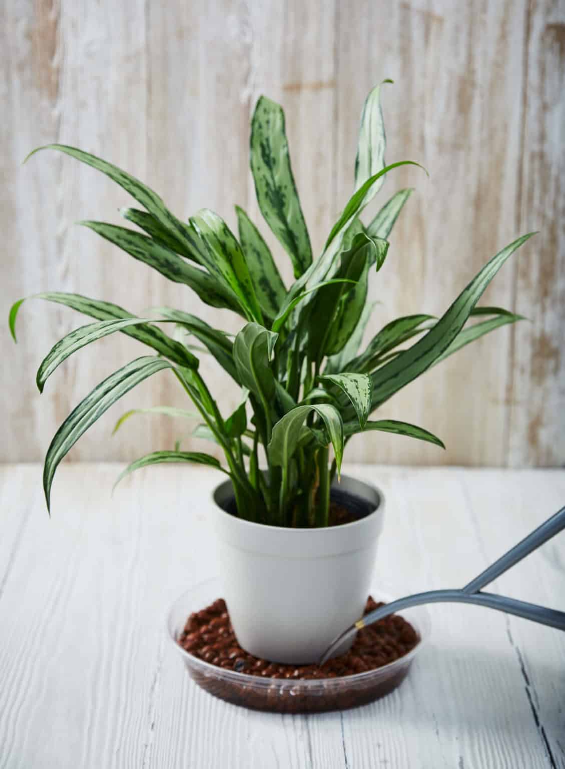arrosage par le bas Le Projet Plantes