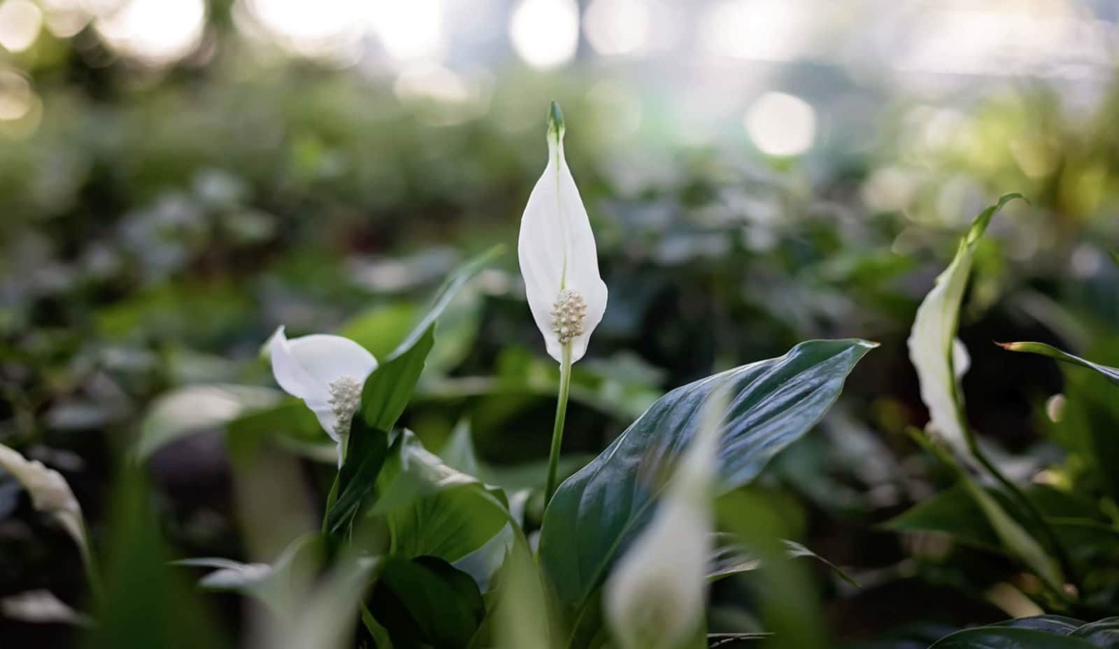 Low Light Plants Header Image