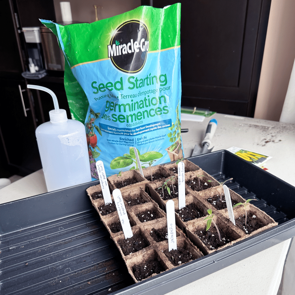 Three Different Ways to Start Your Seeds The Plant Project