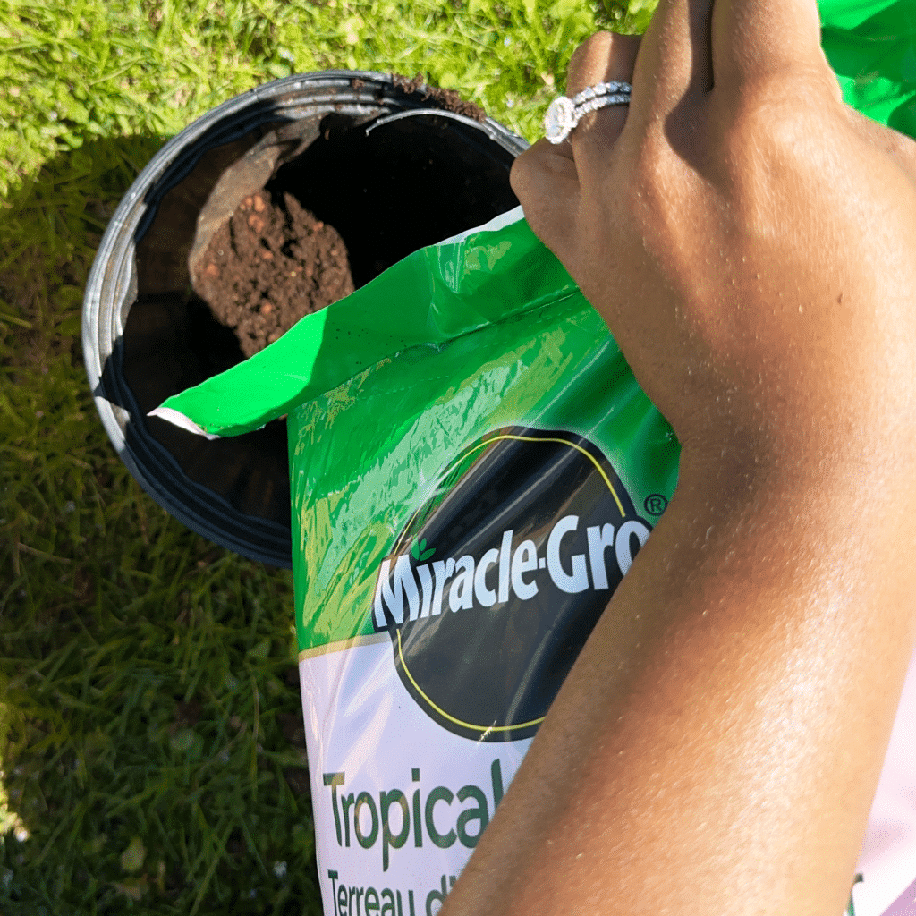 how to repot a plant The Plant Project