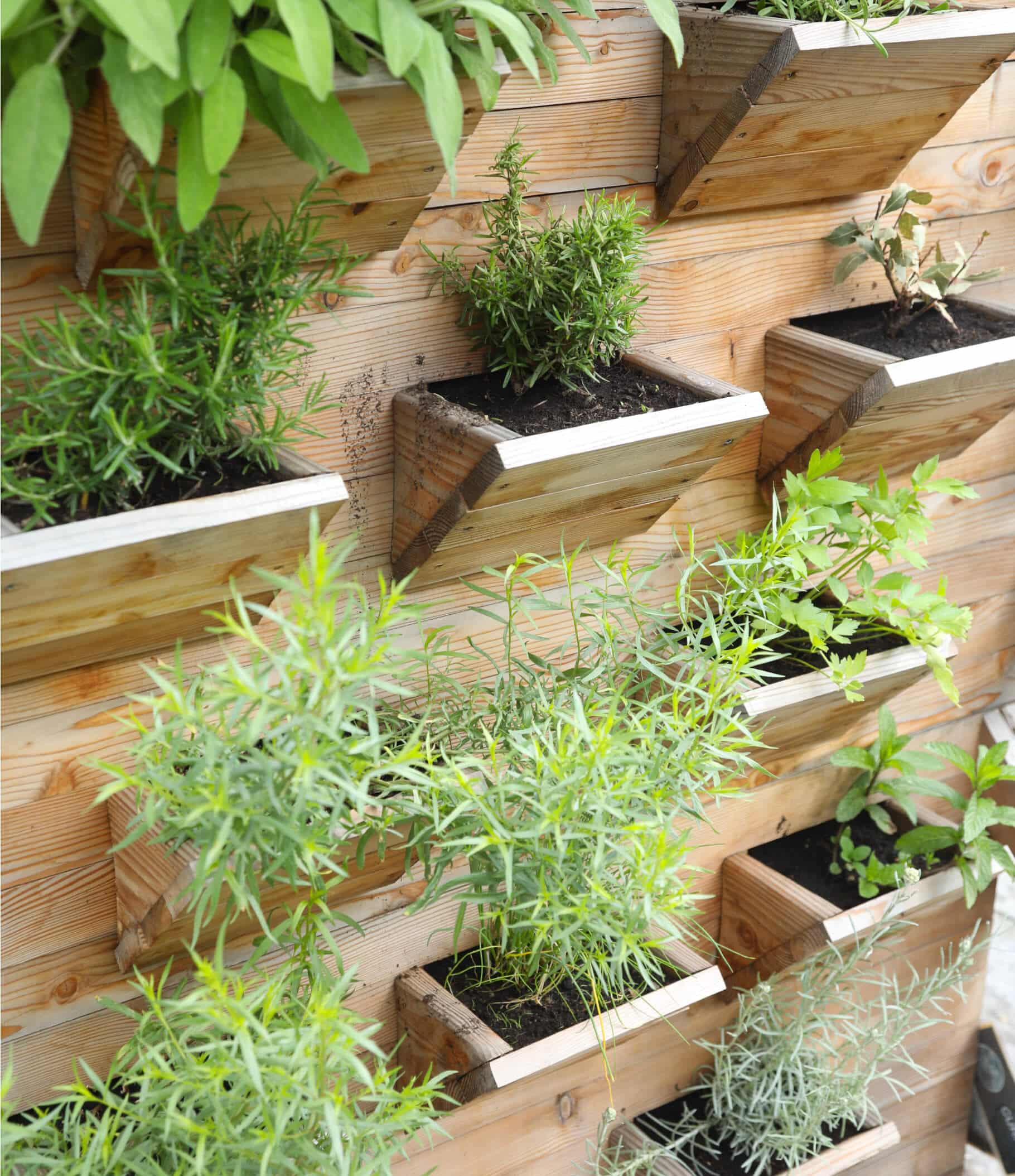 DIY outdoor vertical garden The Plant Project